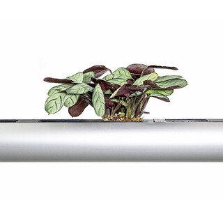 PENDULARIS-RAPID - Ctenanthe burle-marxii