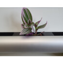 PENDULARIS-RAPID - Tradescantia zebrina Purple Joy