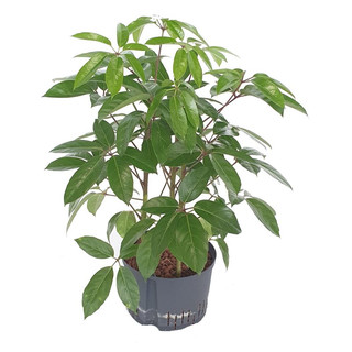 Schefflera act. Amate Tuff III 100 28/19 - LV-4