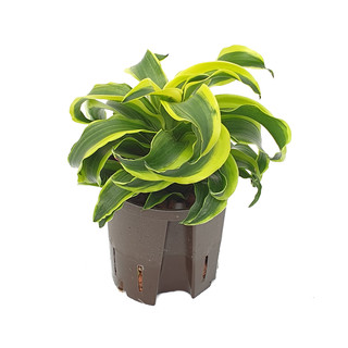 Dracaena der. Tornado Kopf 13/12 - LV-8