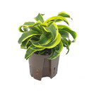 Dracaena der. Tornado Kopf 13/12 - LV-8