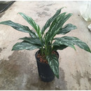 Aglaonema com. Splash (dunkelgrün-silber) 40 15/19 -...