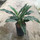 Aglaonema com. Splash (dunkelgrün-silber) 40 15/19 - LV-9