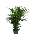 Howeia forsteriana (Kentie) 120-140 8pp  22/19 - LV-9