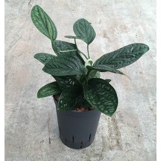 Monstera Karstenianum 15/19