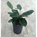 Monstera Karstenianum 15/19