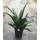 Sanseveria Kirkii 55 18/19 - LV-8