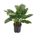 Aglaonema com. Freedman (silber-grün) 80 18/19