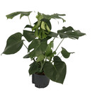 Monstera Tauri 60-80 22-25/19 - LV-7
