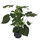 Monstera Tauri 60-80 22-25/19 - LV-7
