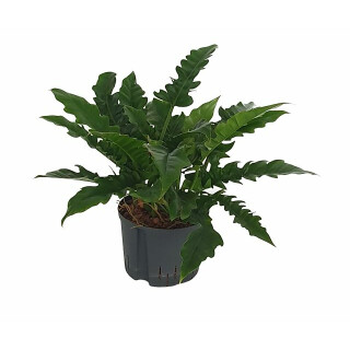 Philodendron narrow Ø 60cm 22/19 - LV-7