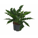 Philodendron narrow Ø 60cm 22/19 - LV-7