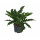 Philodendron narrow Ø 60cm 22/19 - LV-7