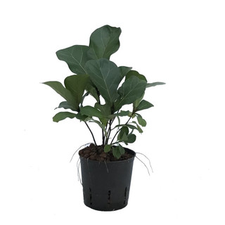 Ficus lyrata mini  13/12