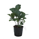 Ficus lyrata mini  13/12