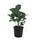 Ficus lyrata mini  13/12