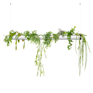 PENDULARIS-ROYAL - MIX Einzelpflanze