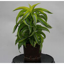 Dracaena der. Lemon Surprise Kopf 15/19 - LV-7