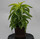 Dracaena der. Lemon Surprise Kopf 15/19 - LV-7