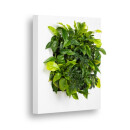 LivePicture 1, 72x72x7 weiß matt