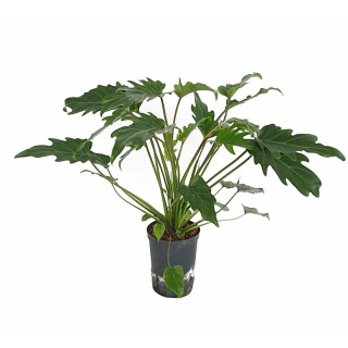 Philodendron Xanadu Ø 60cm 15/19 - LV-7